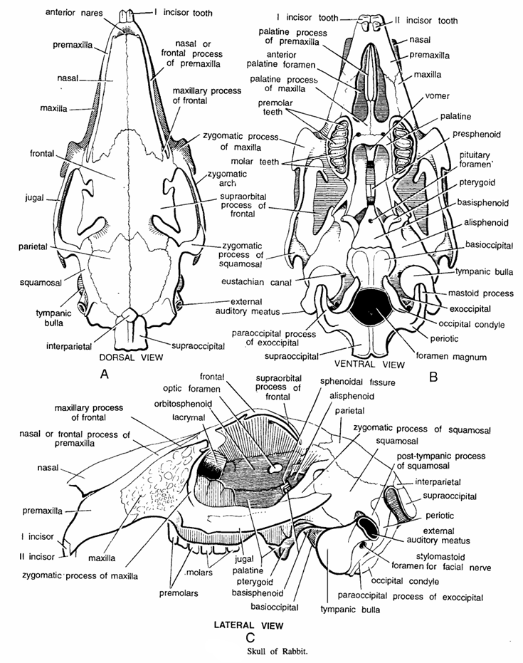 Rabbit : Skull Bones