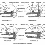 JAW SUSPENSIONS IN VERTEBRATES