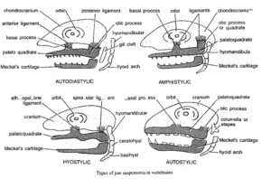 JAW SUSPENSIONS IN VERTEBRATES