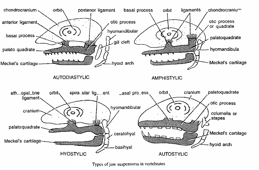 JAW SUSPENSIONS IN VERTEBRATES
