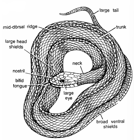 Classification of Ptyas (Rat Snake)
