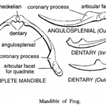 LOWER JAWS OR MANDIBLES IN VERTEBRATE