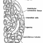 EMBRYOLOGY SLIDES – RABBIT (SPERMATOGENESIS & OOGENESIS)