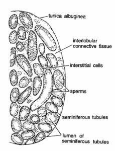 EMBRYOLOGY SLIDES – RABBIT (SPERMATOGENESIS & OOGENESIS)