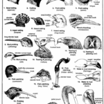 Types of Beaks in Birds