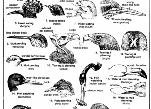 TYPES OF BEAKS IN BIRDS