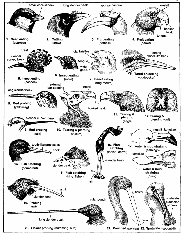 Types of Beaks in Birds