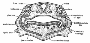 DEVELOPMENT of frog