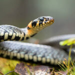 Classification of Natrix (Grass Snake)