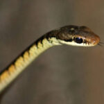 Classification of Dendrophis (Tree Snake)