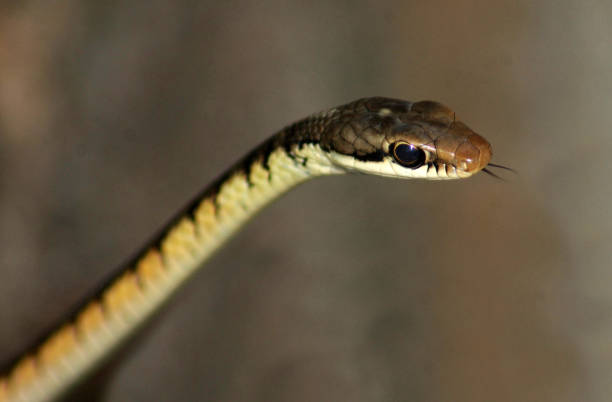 Classification of Dendrophis (Tree Snake)