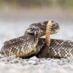 Classification of Crotalus (Rattle Snake)