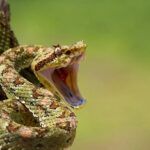 Classification of Agkistrodon (Pit Viper)