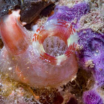 Classification of Herdmania