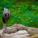 Classification of Naja (cobra)
