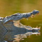 Classification of Crocodylus (Crocodile)