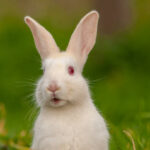 Classification of Oryctolagus (Rabbit)