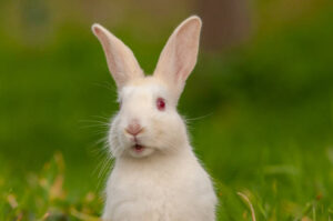 Classification of Oryctolagus (Rabbit)
