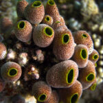 Classification of Ascidia