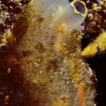 Classification of Ciona