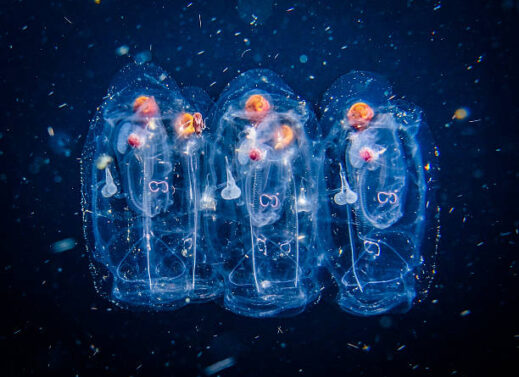 SALP