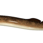 Classification of Petromyzon (Sea Lamprey)