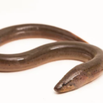 Classification of Amphipnous cuchia (Swamp Eel)