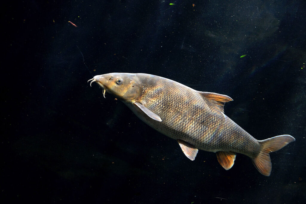 Classification of Barbus sarana (Minnow)