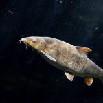 Classification of Barbus sarana (Minnow)