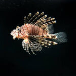 Classification of Pterois (Lion Fish)