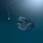 Classification of Lophius (Angler Fish)