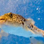Classification of Tetraodon (Pufferfish)