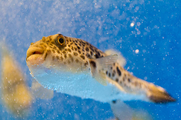 Classification of Tetraodon (Pufferfish)