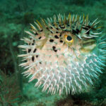 Classification of Diodon (Porcupinefish)