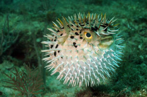 Classification of Diodon (Porcupinefish)