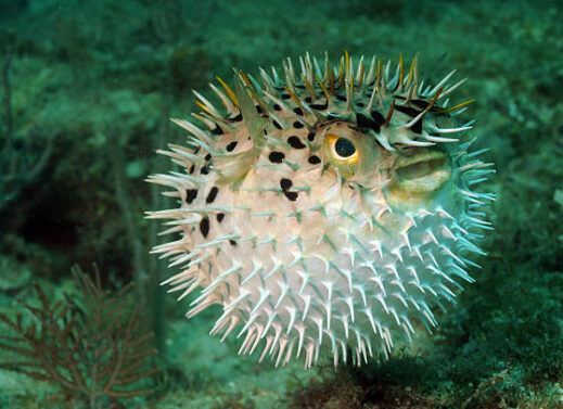 DIODON (PORCUPINEFISH)