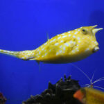 Classification of Ostracion (The Boxfish)