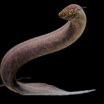 Classification of Lepidosiren Paradoxa (American Lung Fish)