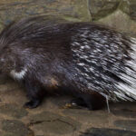 Classification of Hystrix (Porcupine)