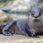 Classification of Lutra (Otter)