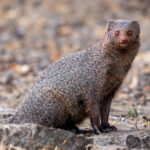 Classification of Herpestes (Mongoose)