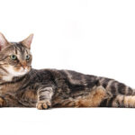 Classification of Felis Domesticus (Cat)