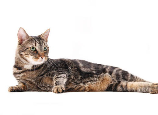 FELIS DOMESTICUS (CAT)