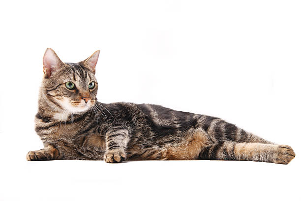 Classification of Felis Domesticus (Cat)