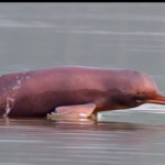 Classification of Platanista Gangetica (Ganges River Dolphin)
