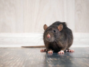 RATTUS RATTUS (RAT) | Zoologyverse