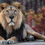 Classification of Panthera Leo (Lion)