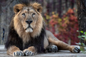 Classification of Panthera Leo (Lion)