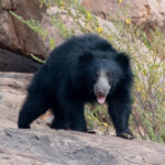 Classification of Melursus Ursinus (Sloth Bear)