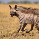 Classification of Hyena